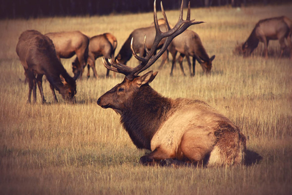 National Elk Refuge