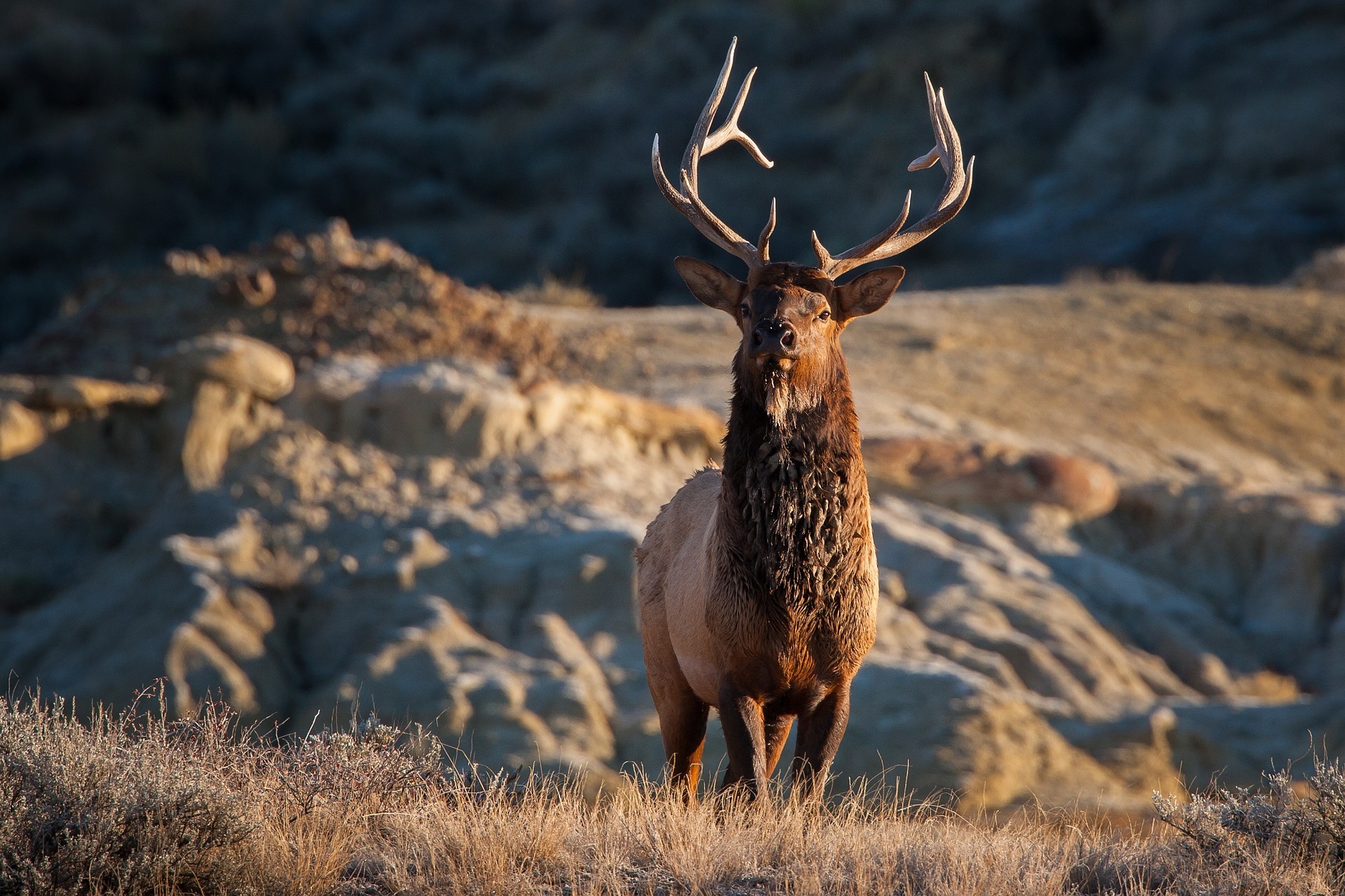 National Elk Refuge in Jackson WY